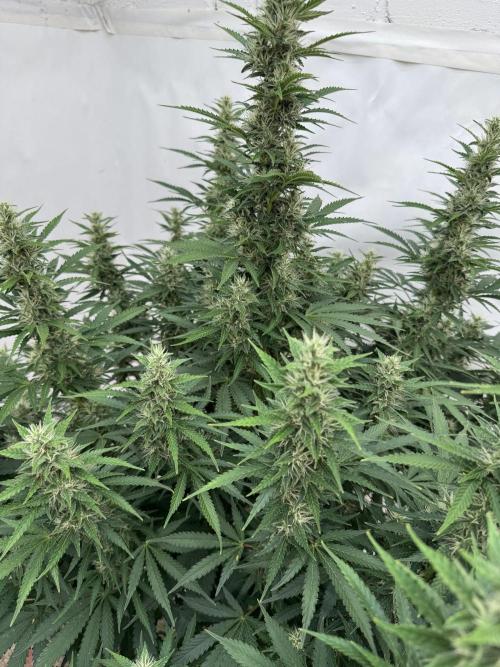 In a Galaxy far…🛸. Week 9