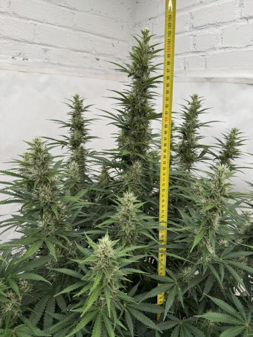 In a Galaxy far…🛸. Week 9