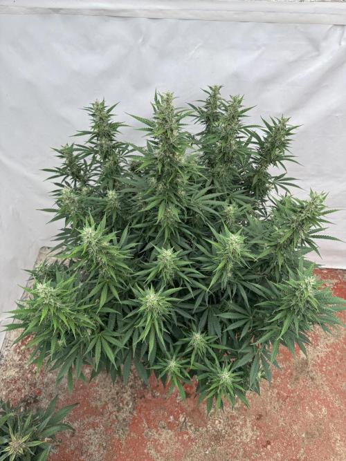 In a Galaxy far…🛸. Week 9