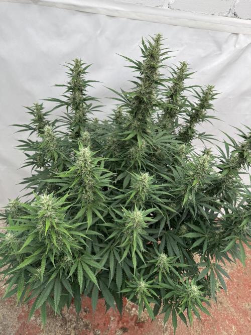 In a Galaxy far…🛸. Week 9