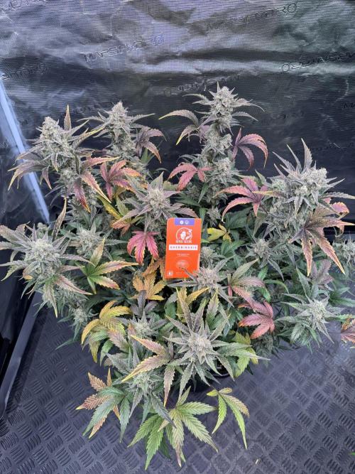 🥈 Strongest auto 25. Week 9