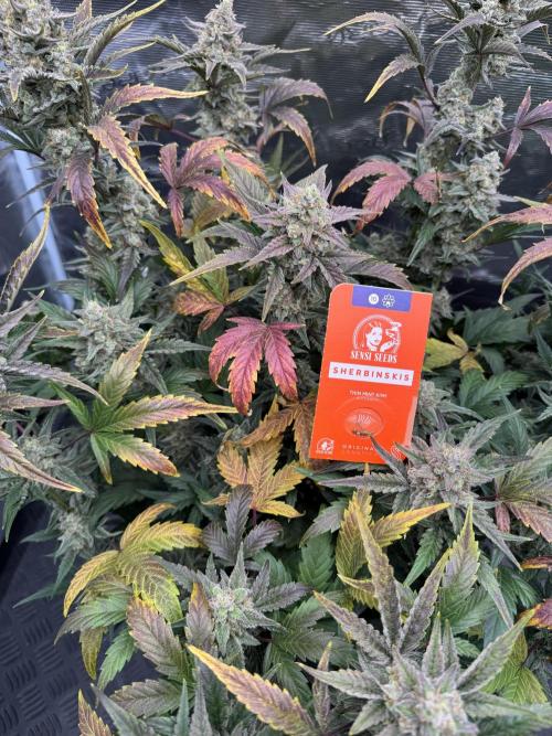 🥈 Strongest auto 25. Week 9