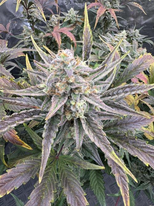 🥈 Strongest auto 25. Week 9