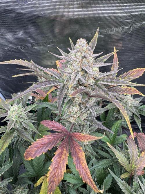 🥈 Strongest auto 25. Week 9