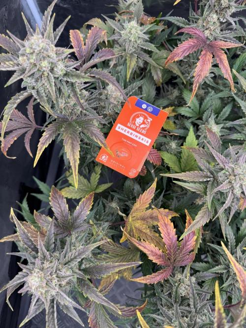 🥈 Strongest auto 25. Week 9