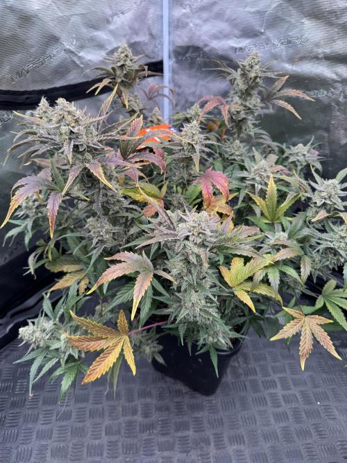 🥈 Strongest auto 25. Week 9