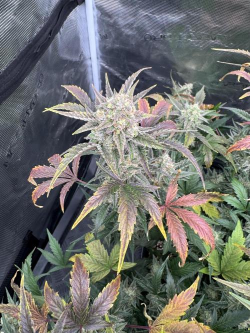 🥈 Strongest auto 25. Week 9