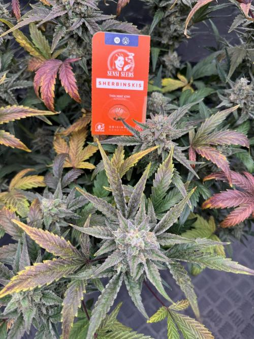 🥈 Strongest auto 25. Week 9