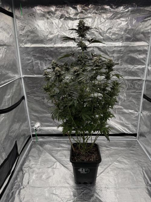 Gelateria 🍦. Week 13