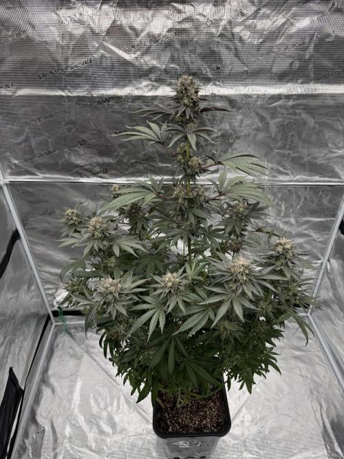 Gelateria 🍦. Week 13