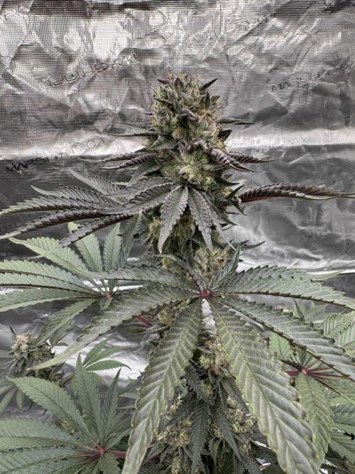 Gelateria 🍦. Week 13