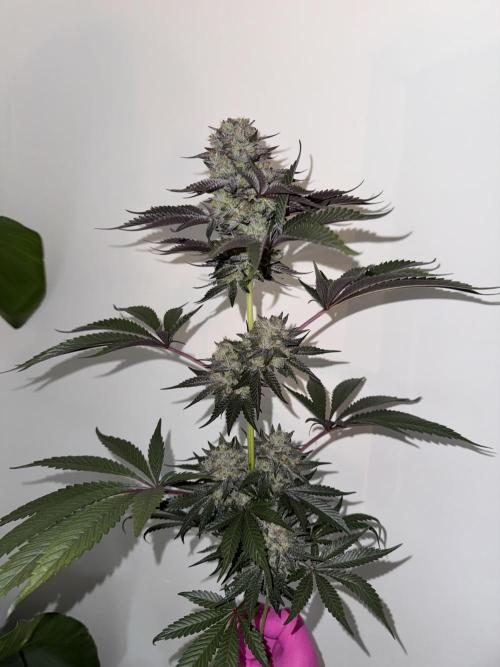 Gelateria 🍦. Week 13