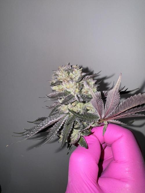 Gelateria 🍦. Week 13