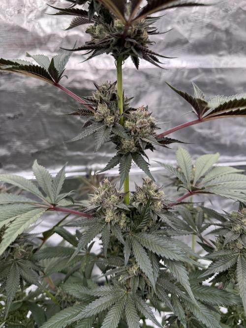 Gelateria 🍦. Week 13