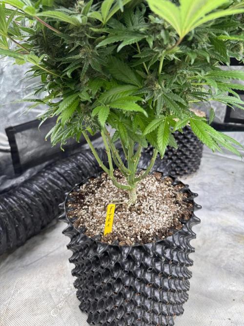 🔙 to the Future. Week 14