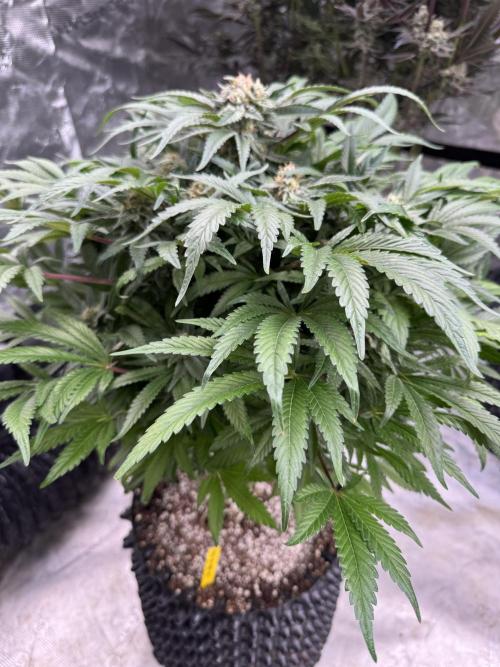 🔙 to the Future. Week 14