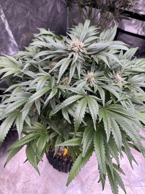 🔙 to the Future. Week 14