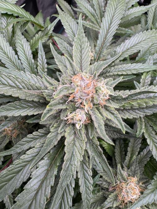 🔙 to the Future. Week 14