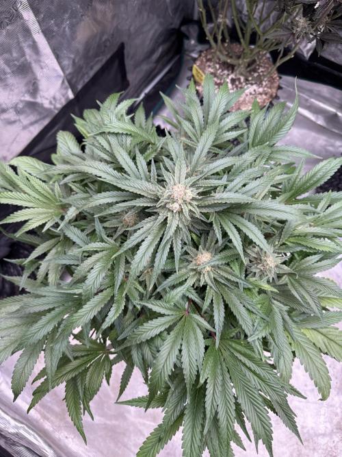 🔙 to the Future. Week 14