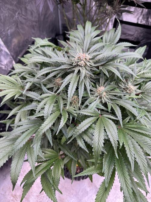 🔙 to the Future. Week 14