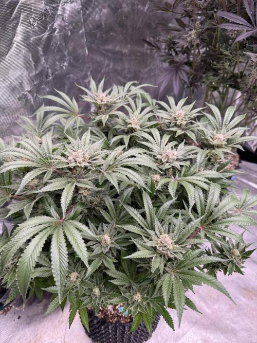 Citrus Slurpee 🍊🥤. Week 15