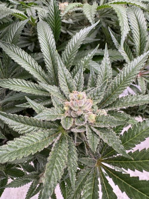 Citrus Slurpee 🍊🥤. Week 15