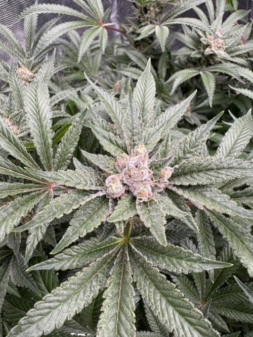 Citrus Slurpee 🍊🥤. Week 15