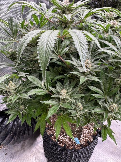 Citrus Slurpee 🍊🥤. Week 15