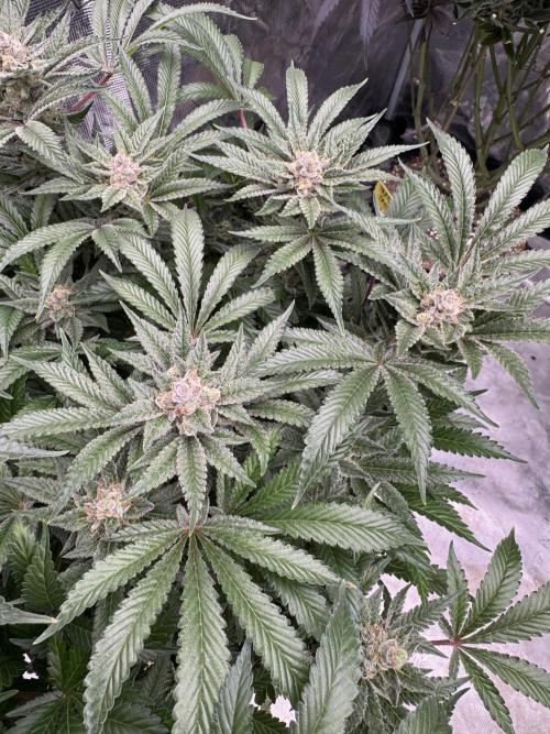 Citrus Slurpee 🍊🥤. Week 15