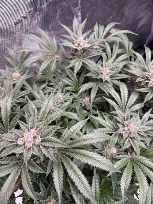 Citrus Slurpee 🍊🥤. Week 15