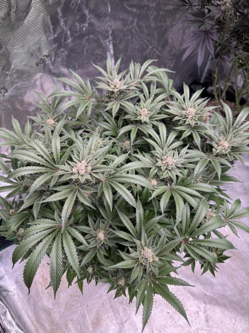 Citrus Slurpee 🍊🥤. Week 15