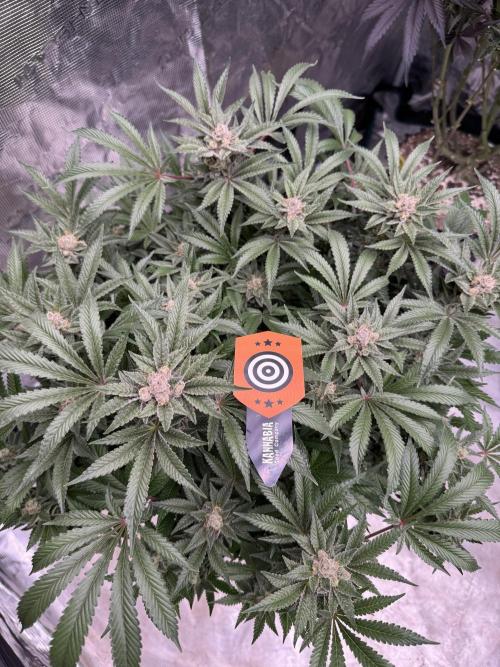 Citrus Slurpee 🍊🥤. Week 15