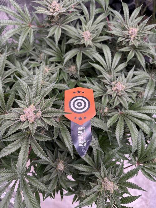 Citrus Slurpee 🍊🥤. Week 15