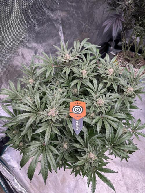 Citrus Slurpee 🍊🥤. Week 15