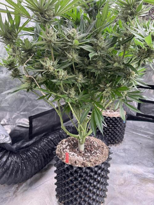 Cherry Poppers 🔞. Week 15