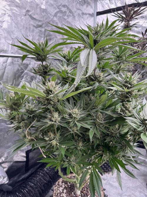 Cherry Poppers 🔞. Week 15