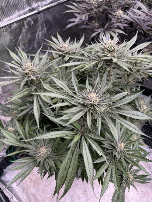 Cherry Poppers 🔞. Week 15