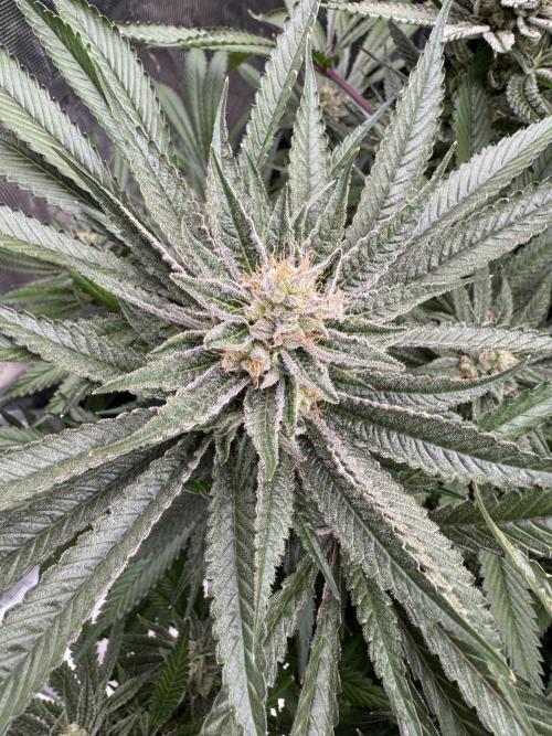 Cherry Poppers 🔞. Week 15