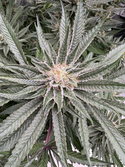 Cherry Poppers 🔞. Week 15