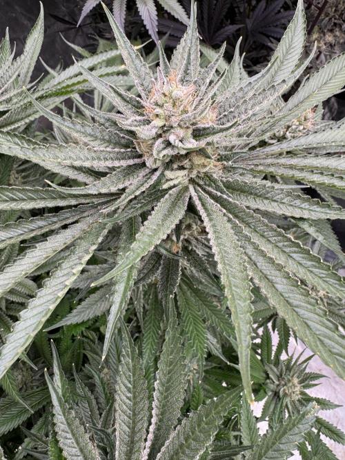 Cherry Poppers 🔞. Week 15