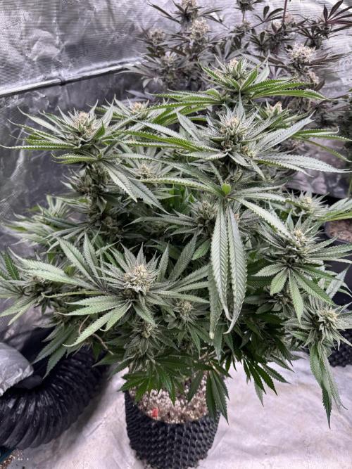 Cherry Poppers 🔞. Week 15