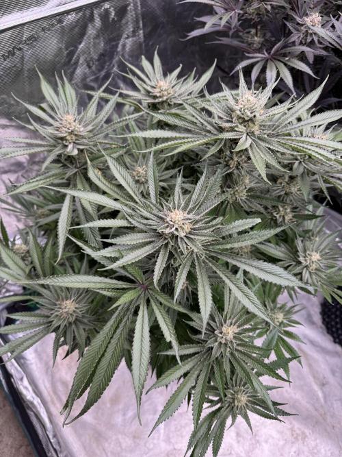 Cherry Poppers 🔞. Week 15