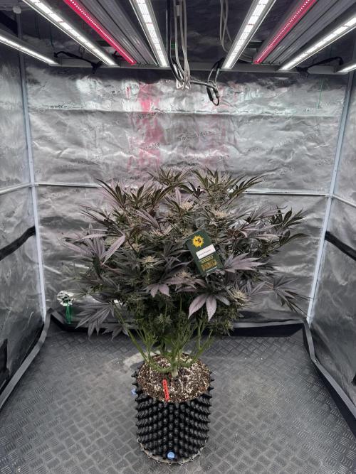 Cherry Poppers 🔞. Week 15