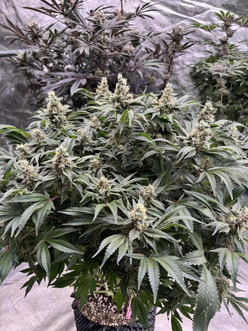 Strain of the Year 23. Week 15