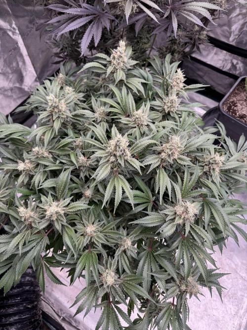 Strain of the Year 23. Week 15