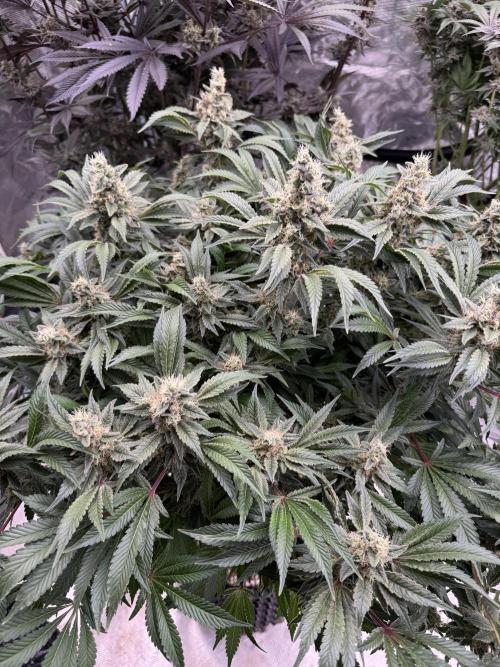 Strain of the Year 23. Week 15