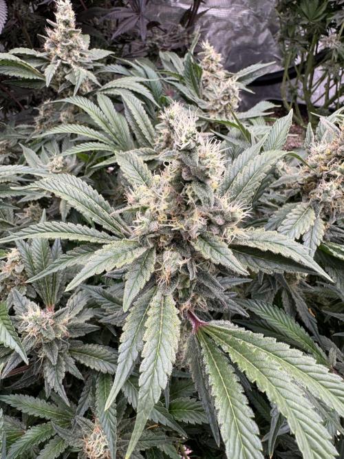 Strain of the Year 23. Week 15