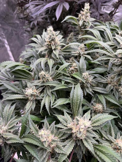 Strain of the Year 23. Week 15