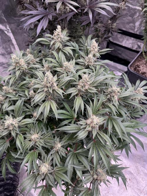 Strain of the Year 23. Week 15