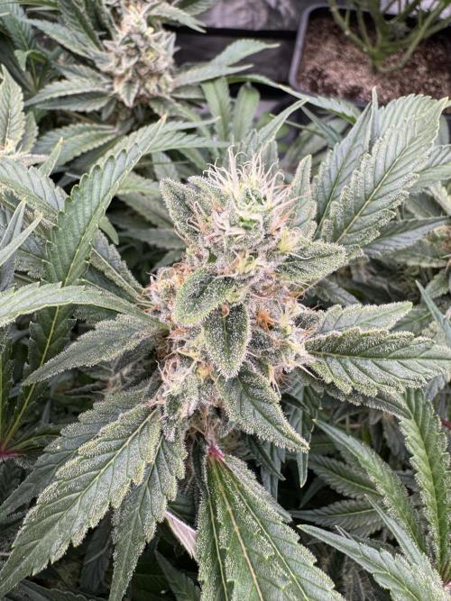 Strain of the Year 23. Week 15